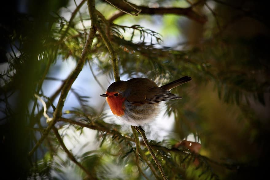robin, pássaro, empoleirado, animal, penas, plumagem, bico, conta, observação de pássaros, ornitologia, mundo animal