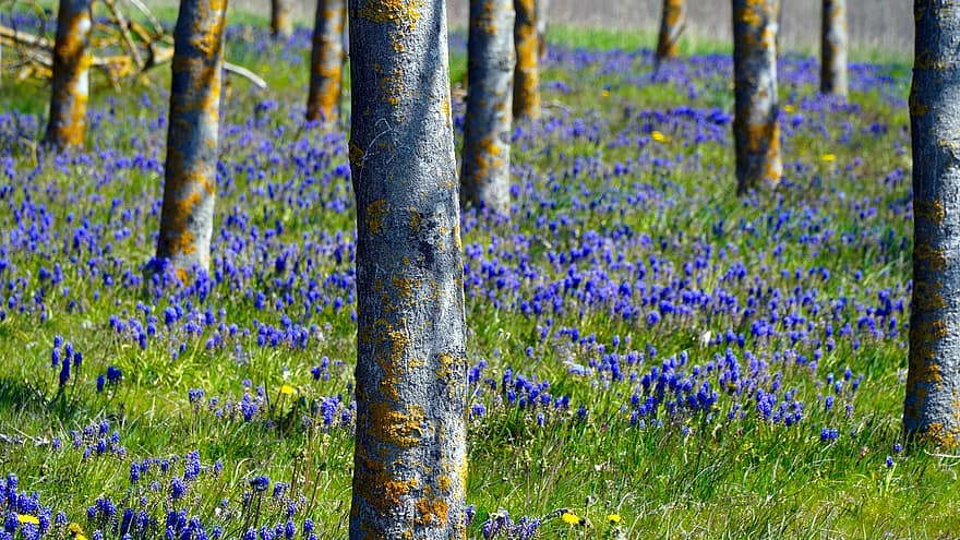 Trees, Grape Hyacinths, Flowers, Blue Flowers, Field, Meadow, Wildflowers, Flower Field, Flower Meadow, Tree Trunks, Flora
