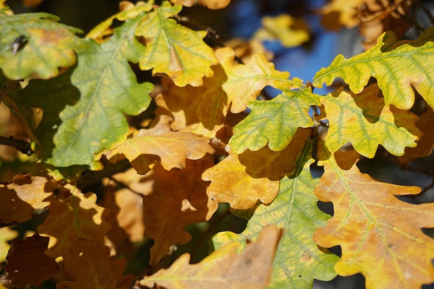 ozols, lapas, atvasara, kritums, rudenī, ozola lapas, rudens lapas, zaļumi, filiāle, koks, augu