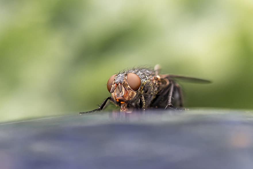 Fly, Housefly, Insect, Head, Compound Eyes, Eyes, Animal, Flight Insect, Nature