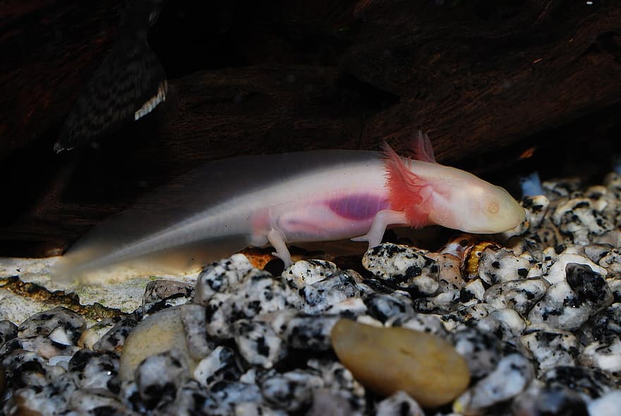 Axolotl, Tier, Aquarium, Haustier, Albino, Ambystoma Mexicanum, Amphibie, Wassertier