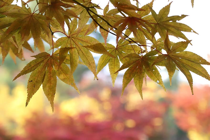 осінні листки, клен, осінь, дерево, лист, жовтий, сезон, яскравий колір, ліс, впритул, різнокольорові