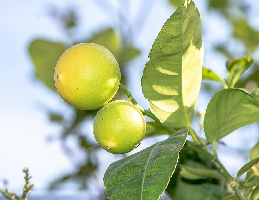 лимони, цитрусови плодове, лимоново дърво, Fruit Ree, плодове, свежест, листо, зелен цвят, цитрусов плод, едър план, храна