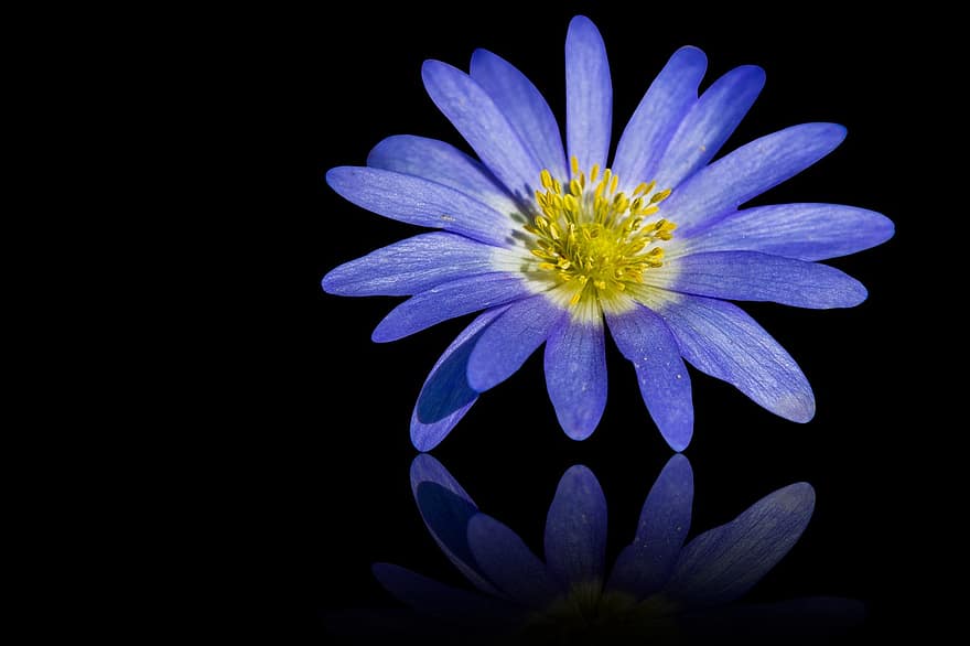 anemone blu, fiore, riflessione, fiore blu, Anemonoides Appennina, petali blu, fioritura, flora, sfondo di fiori, carta da parati floreale