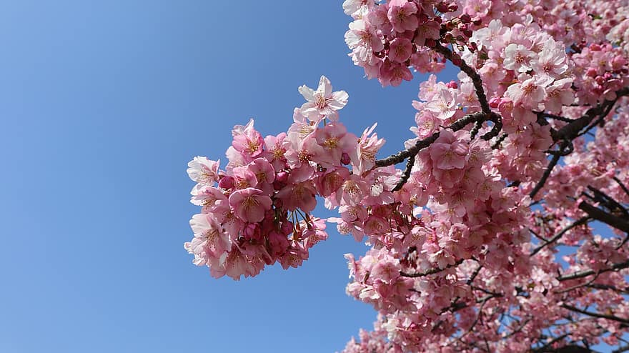 Hoa anh đào, những bông hoa màu hồng, mùa xuân, Thiên nhiên, Kawazuzakura, những bông hoa, cây anh đào, màu hồng, bông hoa, hoa, cây
