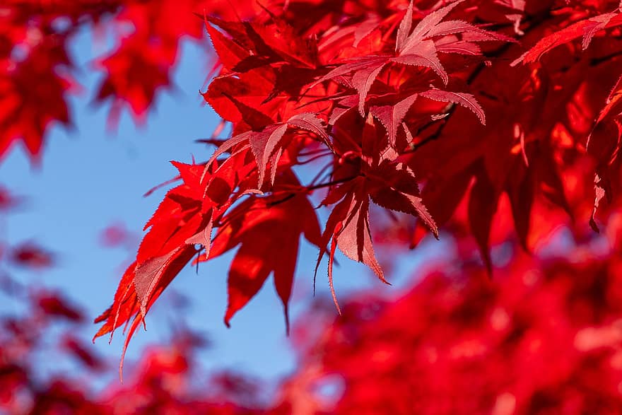 葉、もみじ、秋、赤い葉、木、工場、フローラ、自然