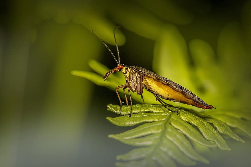 insekt, entomologi, scorpionfly, arter, makro, panorpa communis, flyga