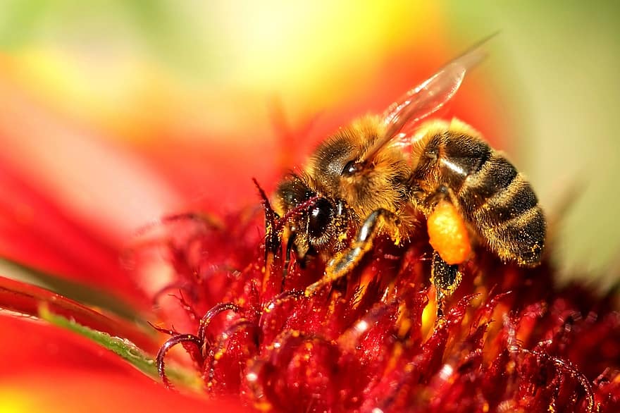 bite, kukaiņi, nektārs, ziedputekšņi, apputeksnēšana, medus bite, dzīvnieku, zieds, raksturs, dārzs