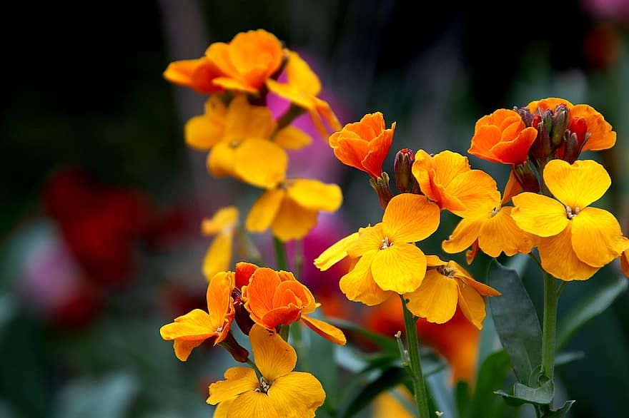 violacciocca, fiori, piante, colore arancione, profumato, primavera, luminoso, giardino, giardinaggio, orticoltura, botanico