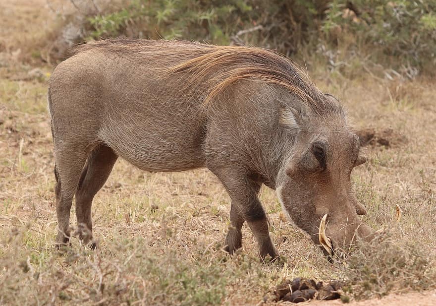 Oost-Kaap Wrattenzwijn, Afrikaanse Wrattenzwijn, wrattenzwijn, natuur, dieren in het wild
