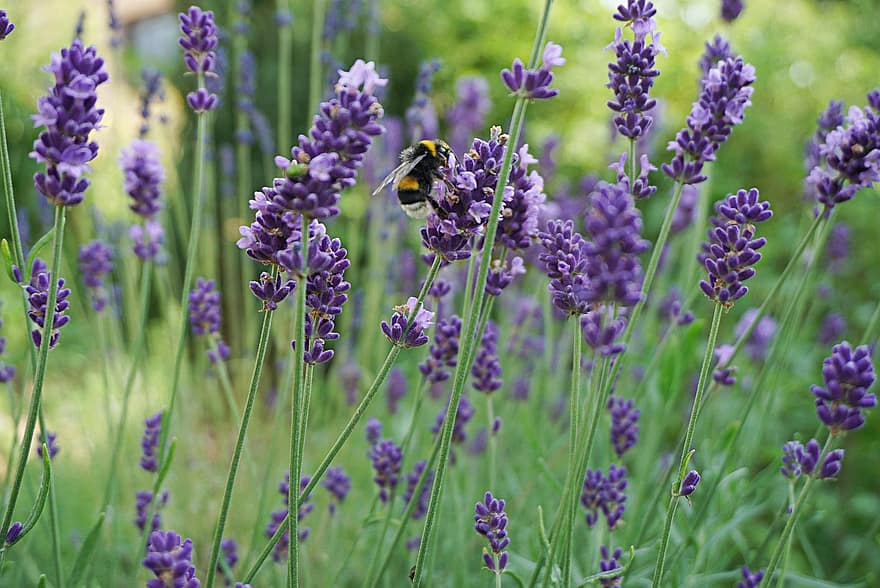 ラベンダー、蜂、受粉する、受粉、翼のある昆虫、昆虫、膜翅目、紫色の花、ラベンダー畑、ラベンダー園、フラワーズ