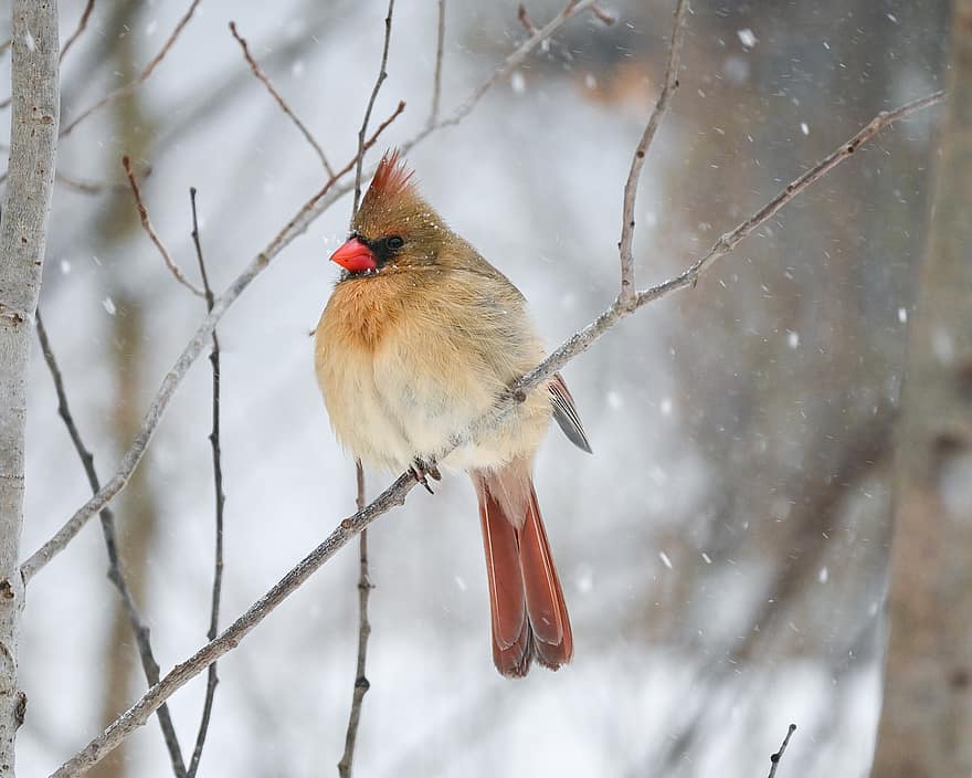 kardinál, samice pták, peří, sníh, zimní, zobák, zvířata ve volné přírodě, Pírko, větev, detail, jednoho zvířete