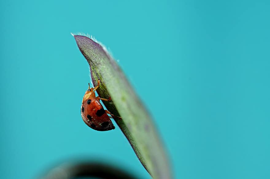 Insect, Ladybug, Entomology, Species, close-up, macro, green color, plant, springtime, summer, grass