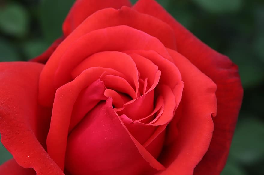 růže, červená růže, červená květina, květ, jaro, zahrada, zblízka, detail, okvětní lístek, rostlina, květu hlavy