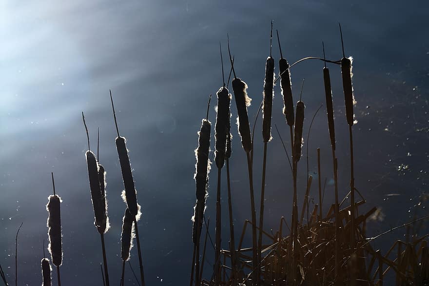 reed, beira-mar, tocha, azul, outono, panorama, agua, verão, fechar-se, origens, plantar