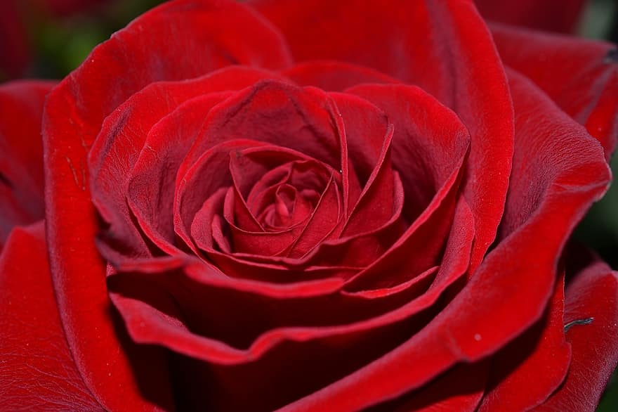 квітка, червоний, троянда, кохання