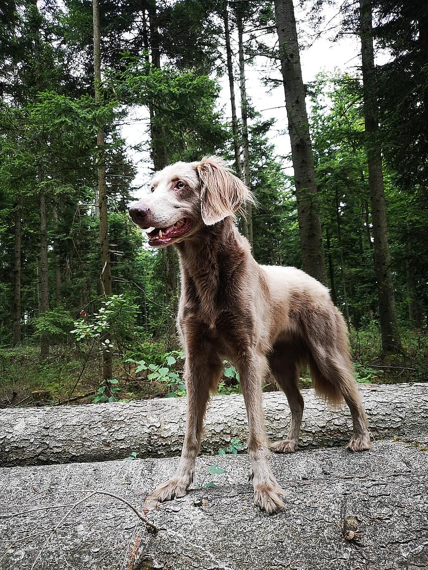 Dog, Animal, Canine, Pet, Domestic, Forest, Nature, Walk