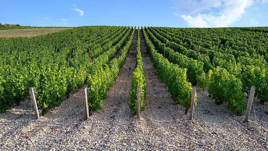 vingårder, felt, eng, jordbruk, innhøsting, Frankrike, Sancerre, Sancerrois, loire, sauvignon blanc