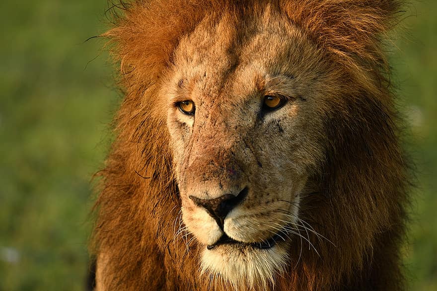 лъв, животно, Масаи Мара, африка, дивата природа, бозайник