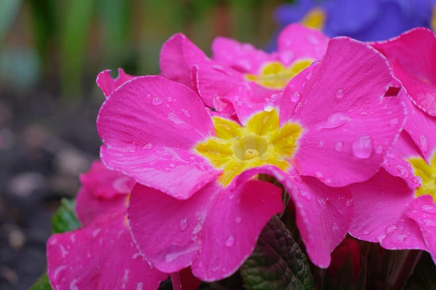 Flowers, Primrose, Nature, Pink, Spring, Bloom, Blossom, Botany, Plant, Macro, close-up