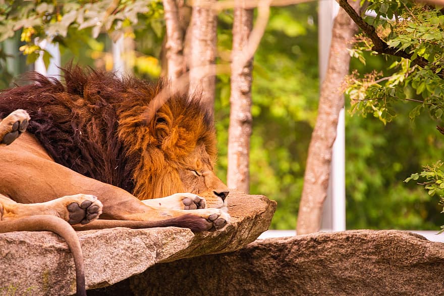 лъв, спален, сън, хищник, животно, зоологическа градина, козина, африка, грива, мързелив, мъжки