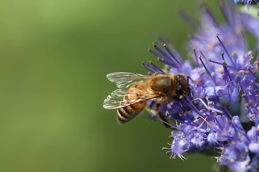 벌, 곤충, 넥타, 꿀벌, 수분, 꽃들, 식물, 정원, 자연