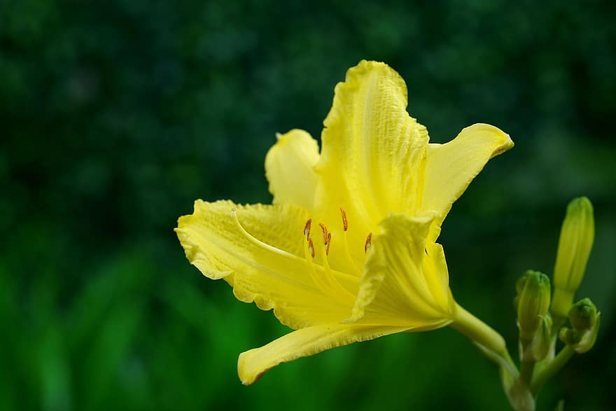 Lily, Yellow Flower, Yellow Lily, Garden, Flora, Nature