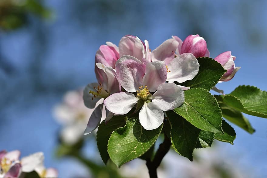 bloemen, appelbloesems, tak, bloemblaadjes, knop, bloesem, bloeien, appelboom, natuur, detailopname, blad