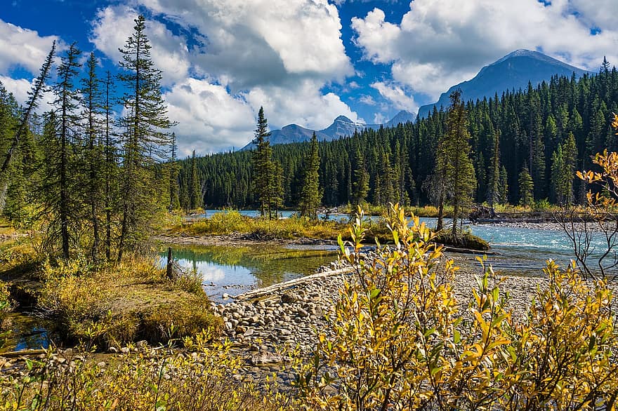jaspis nasjonalpark, elv, skog, bank, trær, Rocky Mountains, fjellene, natur, scenisk, nasjonalpark, Alberta