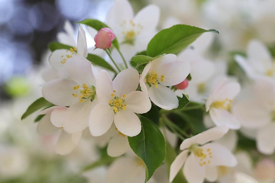 pavasarī, ziedi, dārzs, Arabeskas zieds, ābolu zieds, raksturs, ziedlapiņām, augu, izaugsmi, makro, zied
