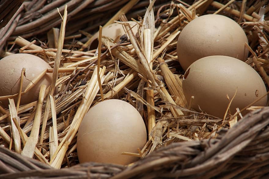des œufs, nid d'oiseau, Panier d'oeufs