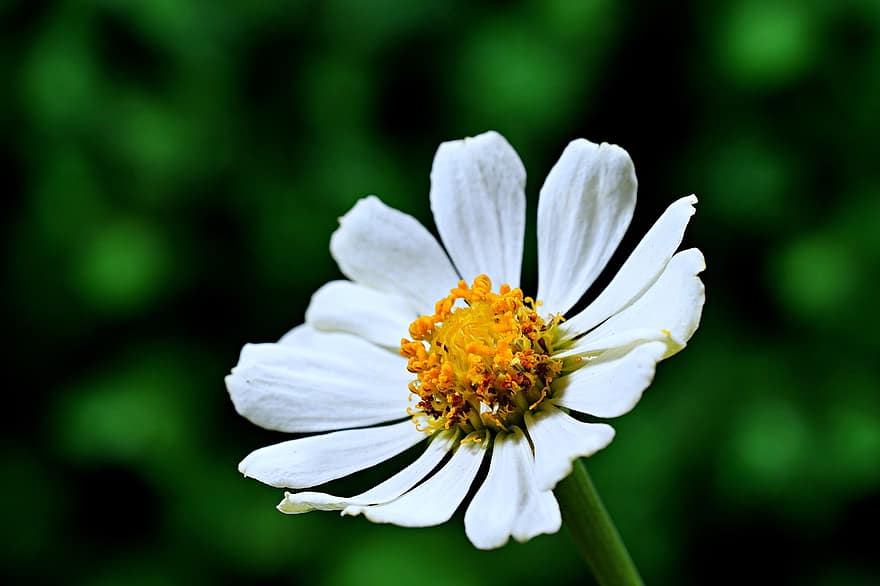 λευκό λουλούδι, ζίννια, λουλούδι, χλωρίδα, φύση, κήπος, macro, γκρο πλαν, καλοκαίρι, φυτό, πράσινο χρώμα
