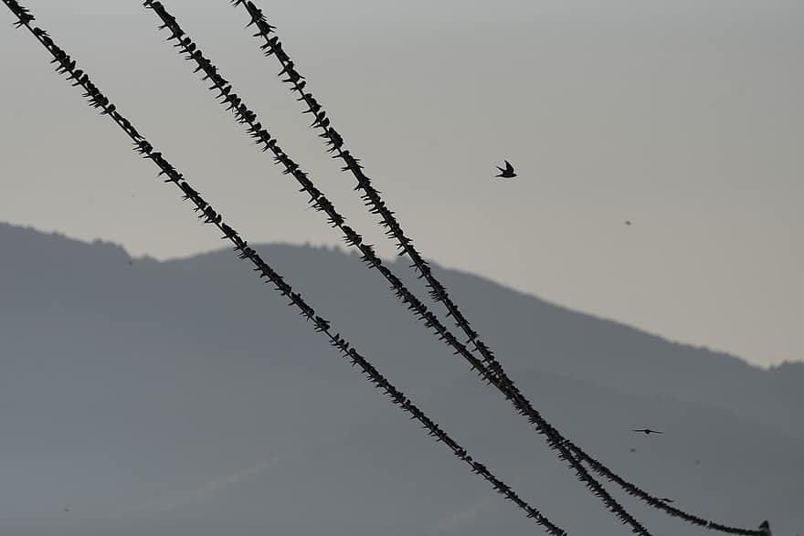 burung layang-layang khas, burung-burung, kabel, kawanan, menelan, binatang, margasatwa, bayangan hitam, bertengger, migrasi, kabel listrik