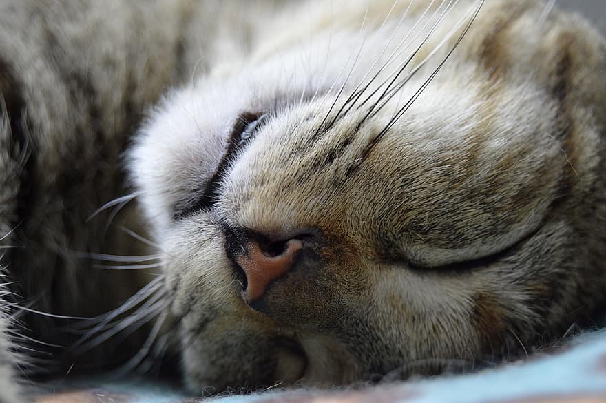 kaķis, aizmigusi, miega, ūsas, purns, snout, tuvplāns, sejas, kaķa seja, pet, kaķi