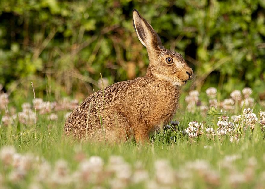 заяц, кролик, млекопитающее, животное, живая природа, уши, трава