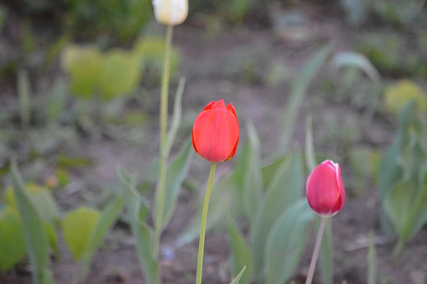 flores, tulipa, flor, Flor, botânica, plantar, crescimento, Primavera, sazonal, natureza, brotar