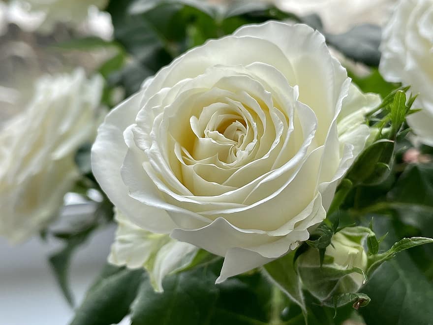 троянда, Біла троянда, квітка, цвітіння троянди, пелюстки, пелюстки троянд, цвітіння, флора, впритул, пелюстка, лист