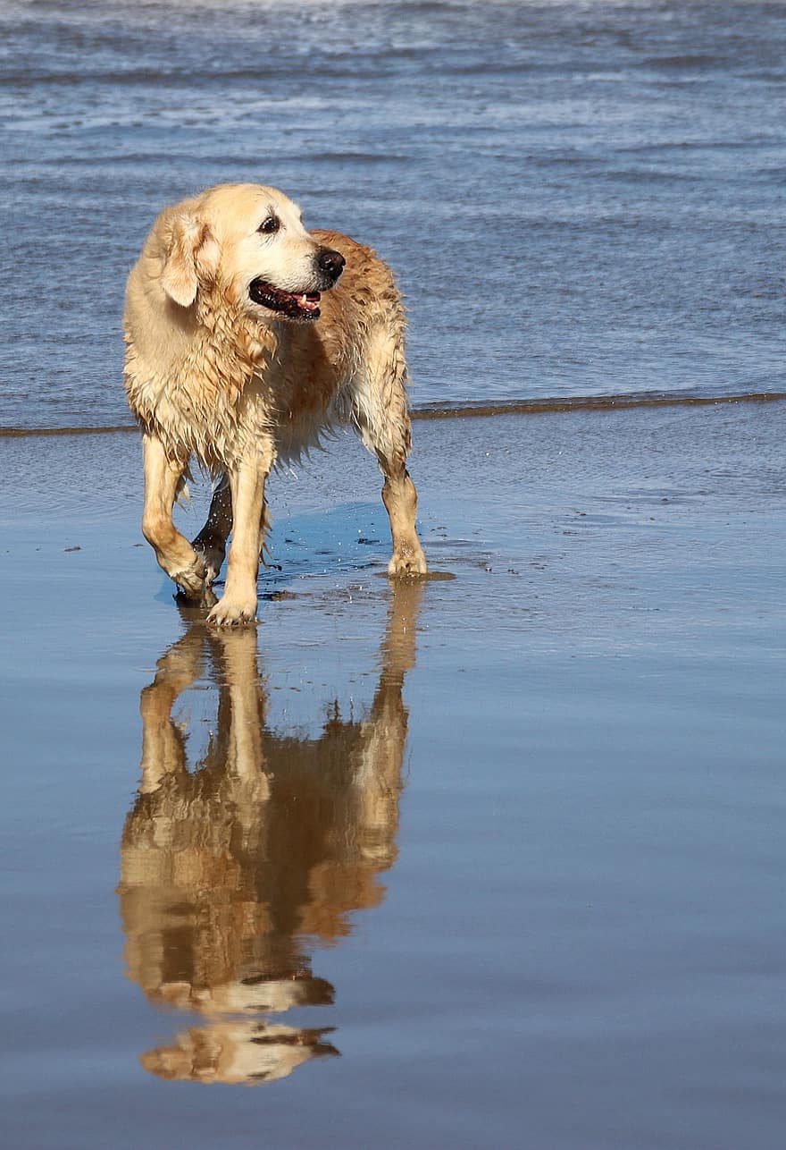 собака, домашнее животное, собачий, пляж, животное, мокрый, рыло, мех, млекопитающее, мир животных