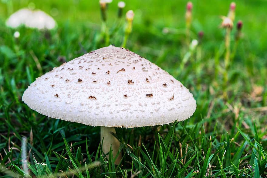 гриб, грибок, трава, Ложный гриб-зонтик, земля, природа