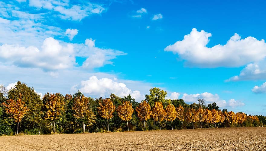 pole, podzim, stromy, les, strom, venkovské scény, modrý, žlutá, sezóna, krajina, letní