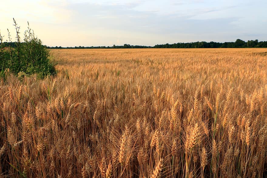 Wheat, Crops, Field, Spikelets, Food, Cereals, Plant, Agriculture, Farm, Cropland, Rural