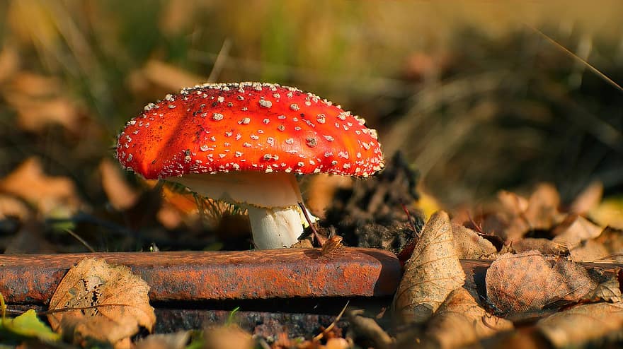 Mushroom, Toadstool, Fungus, Mycology, Forest, Nature, Macro Photography