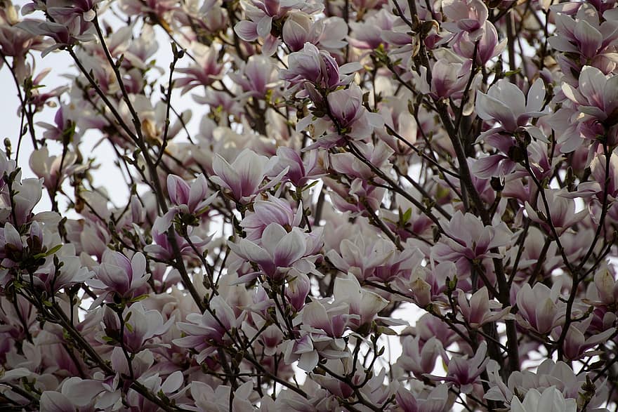 bunga-bunga, pohon, magnolia, musim semi, berkembang, mekar, kelopak, pertumbuhan