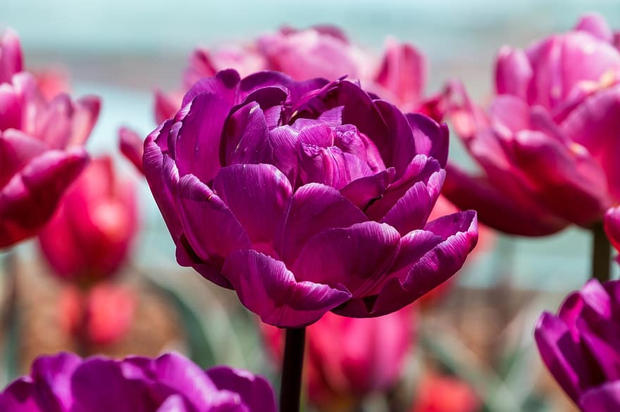 tulipány, květiny, rostlin, fialové tulipány, okvětní lístky, květ, flóra, jaro, Příroda, rostlina, květu hlavy