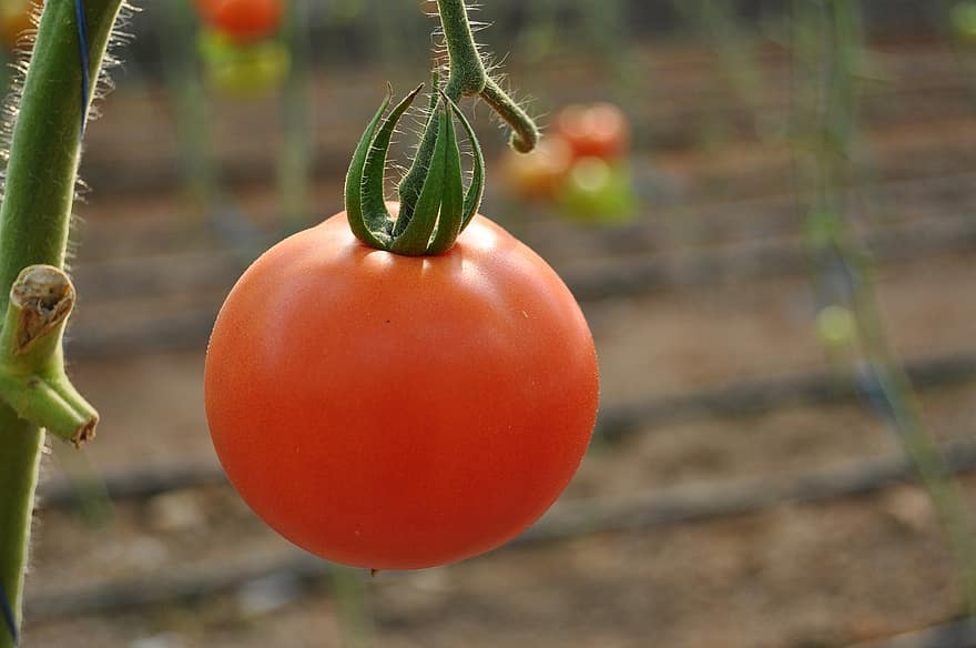 cà chua, nhà kính, rau, đỏ, khỏe mạnh, mùa gặt, món ăn