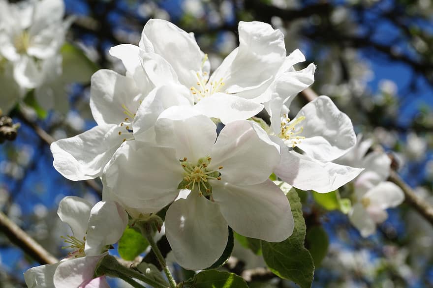äppelträd, blommor, blomma, äppelblommor, vita blommor, vår, gren, trädgård, närbild, växt, blad