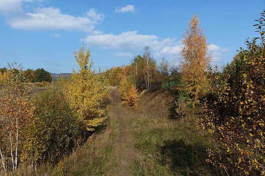 podzim, Příroda, stromy, venku, žlutá, les, strom, sezóna, venkovské scény, list, krajina