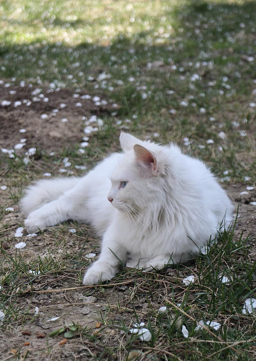 котка, Бяла котка, заден двор, котешки, животно, домашен любимец, домашни любимци, сладък, трева, домашни животни, коте