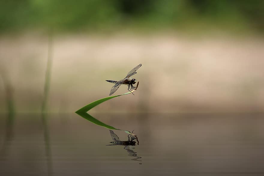 Dragonfly, Insect, Wing, Nature, Four-spotted Dragonfly, Biotope, Flight Insect