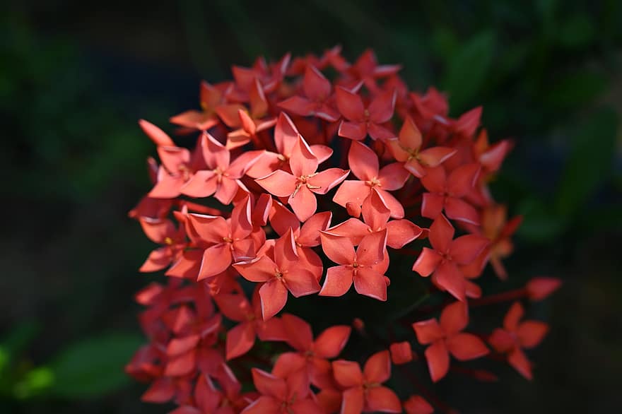 западен индийски жасмин, цветя, растение, Ixora, червени цветя, листенца, разцвет, природа